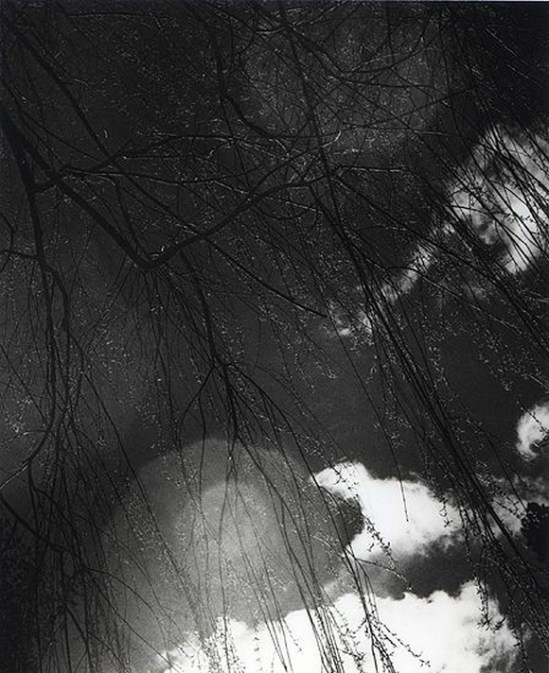 Olive Cotton-  Willow Rain 1940