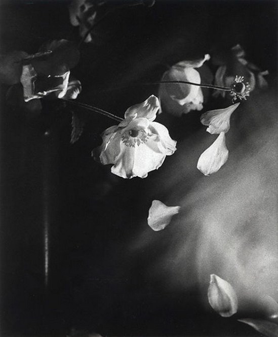 Olive Cotton-  Windflowers 1939