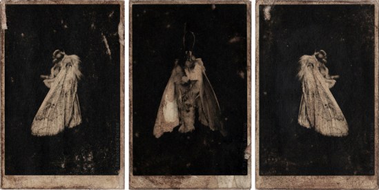 Francesco Viscuso- Pandaenium, chapitre I