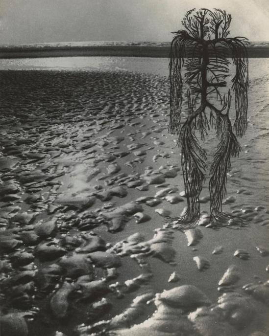 Josef Breitenbach-Untitled , human circulatory system diagram, wet beach sand with high sea horizon,  1942 © The Josef Breitenbach Trust