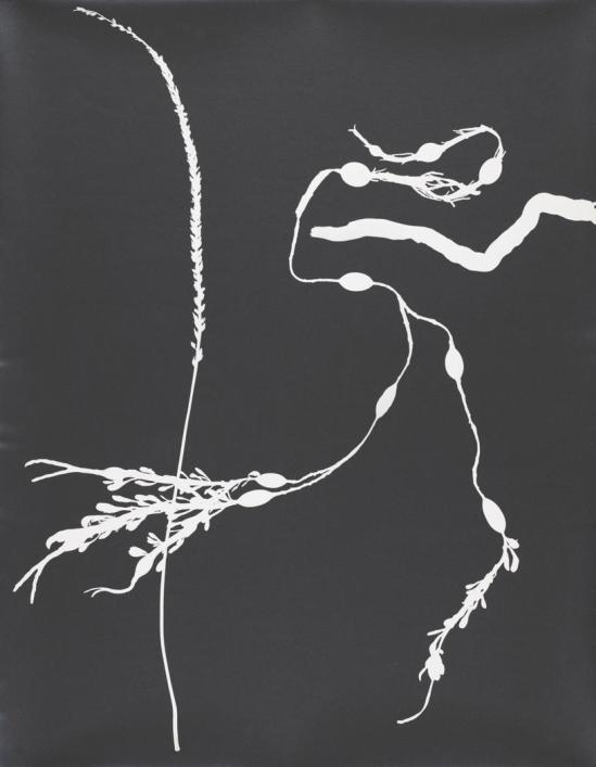 Josef Breitenbach-Untitled , photogram, 1940s  © The Josef Breitenbach Trust