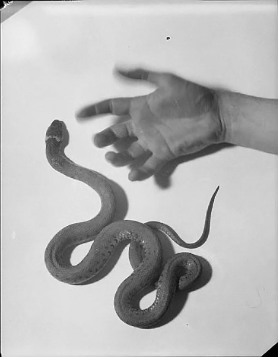 Roger Parry -Illustration pour la couverture d'un roman de Sidney Fairway , Un serpent et une main crispée,1933