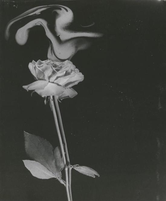 Josef Breitenbach- Fragrance of a Pink Rose, 1945,New York , Gelatin silver print © The Josef Breitenbach Trust.
