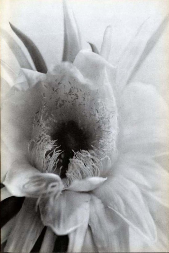 Nell Dorr- -Bloom close-up from In a Blue Moon, Nell Dorr 1939 