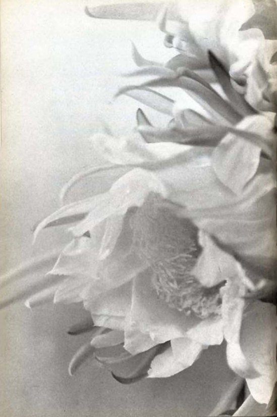 Nell Dorr- from In a Blue Moon, Nell Dorr 1939