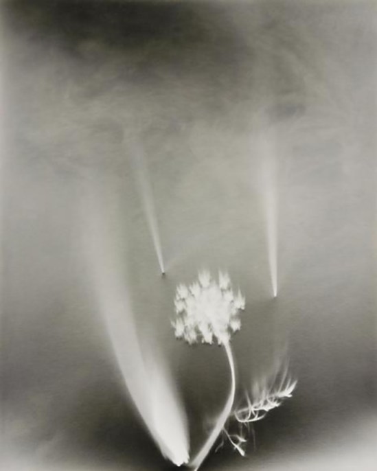 Nell Dorr-Wild flowers view seventeen], n.d