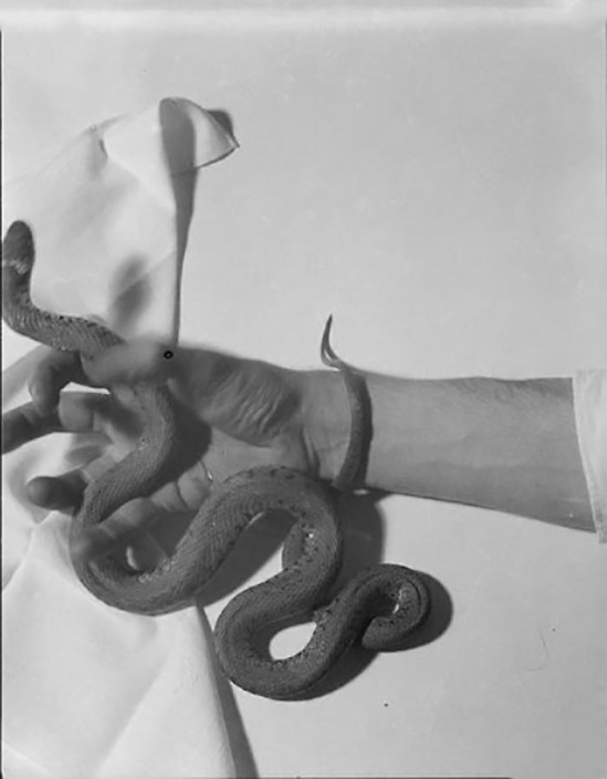 Roger Parry-Un serpent s'enroule autour des doigts et du poignet d'un homme 1933