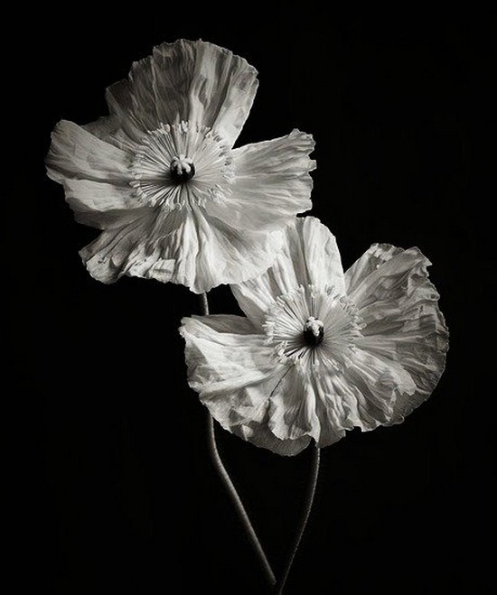 Richard Freestone - Poppy Duo, 2010