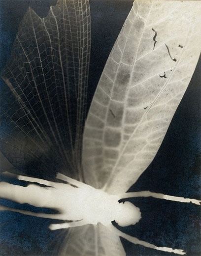 Curtis Moffat, 'Abstract Composition', About 1925 © Victoria and Albert Museum, London/Estate of Curtis Moffat To make this striking image of a dragonfly, Moffat placed the specimen in the photographic enlarger head (in place of a negative) and projected the image onto 