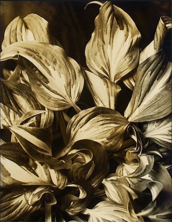 Aenne Biermann- Funkie. 1926