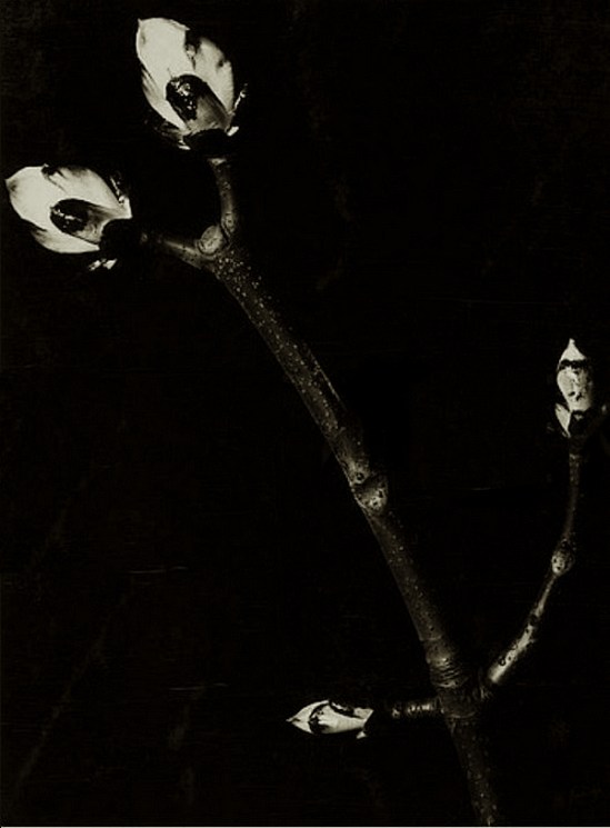 Aenne Biermann - Kastanienknospen. 1929