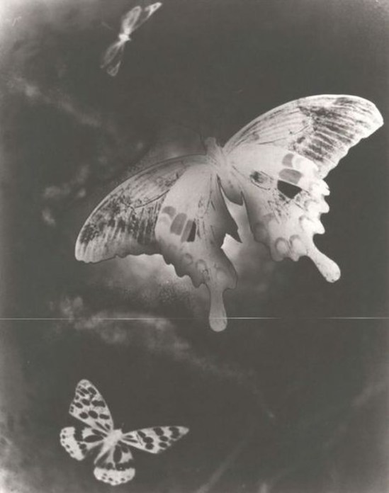 Iwata Nakayama- Butterfly , 1941