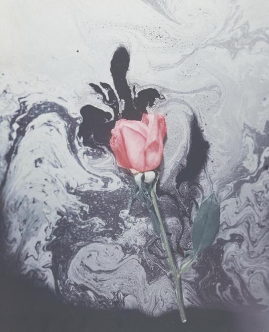 Josef Breitenbach- Red Rose and Odor, 1940 ,Unknown color process © The Josef Breitenbach Trust